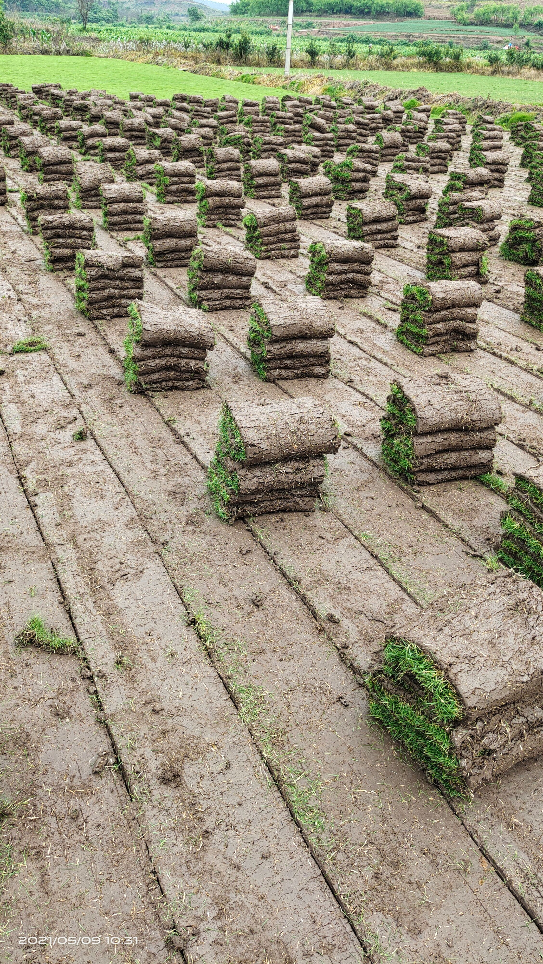 草坪 百慕大混播实际平方