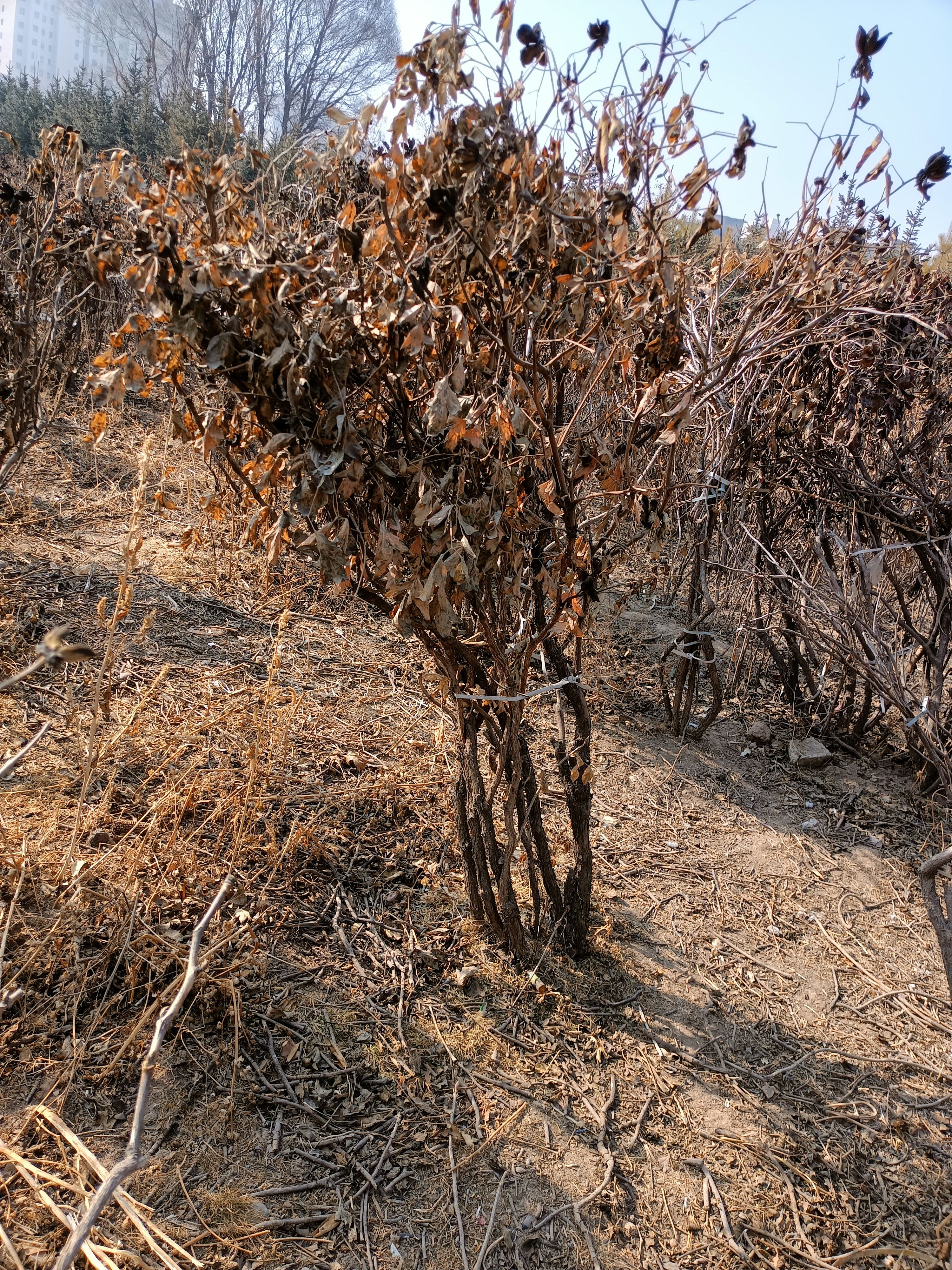  甘肃紫斑观赏牡丹各种规格大量出售