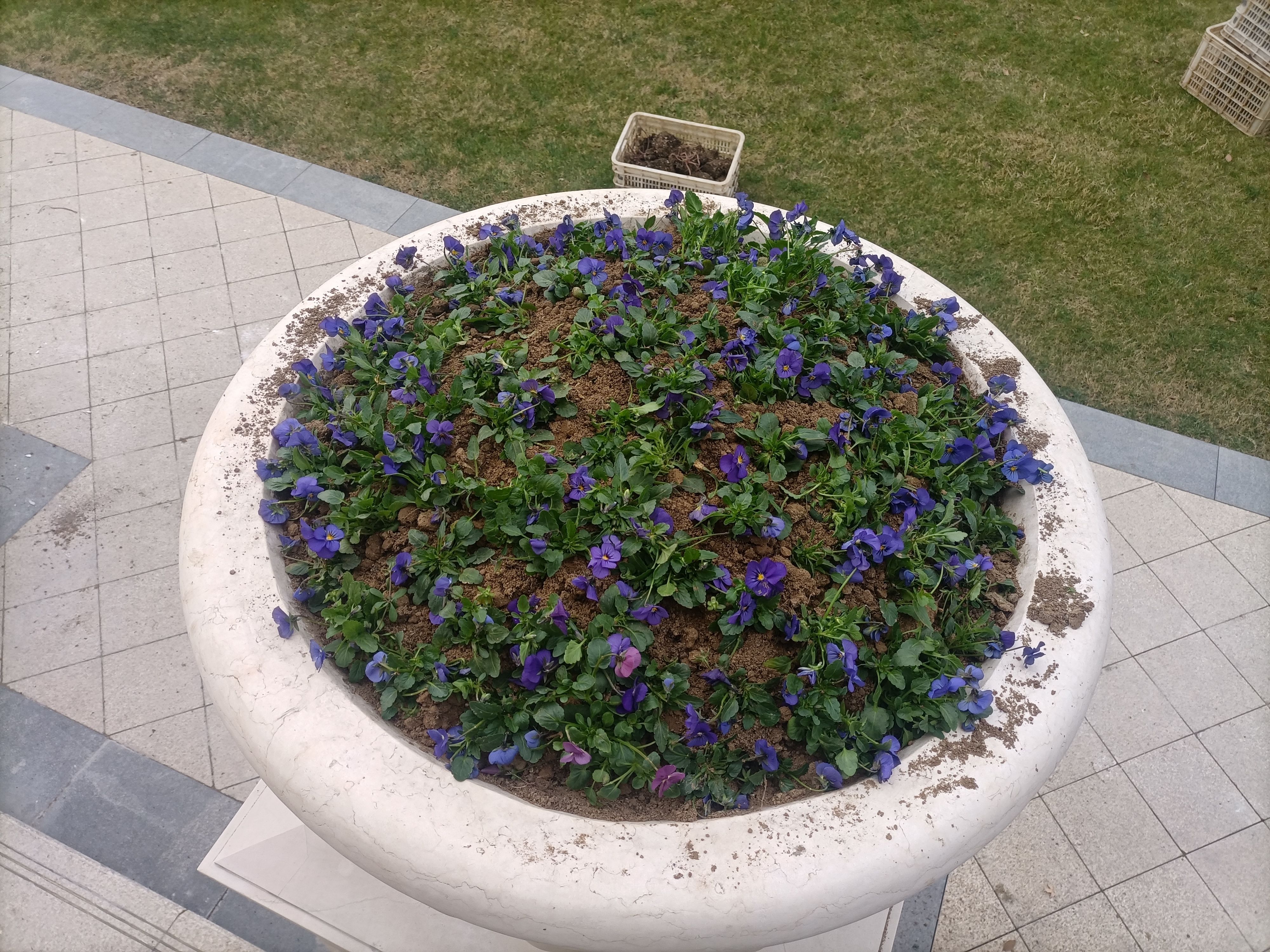 角堇花