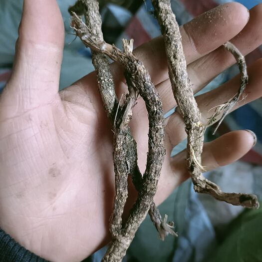 奉节防风，正品竹节防风，非种植，YE生大山重庆产地一手货源