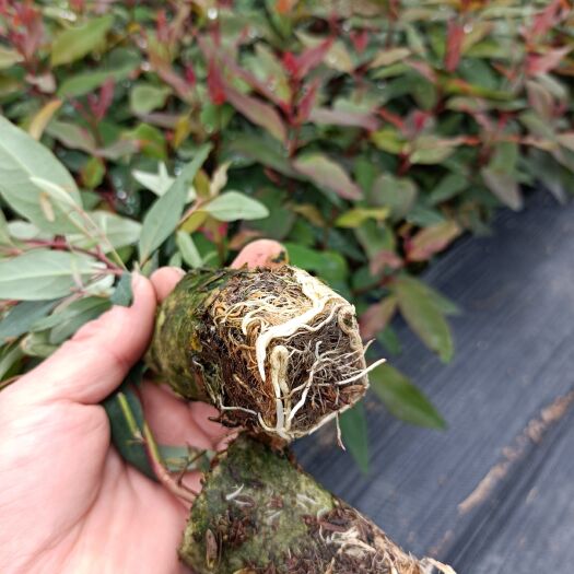 蒙山县 大量供应优质桉树苗，品质优良，品种纯正！放心！
