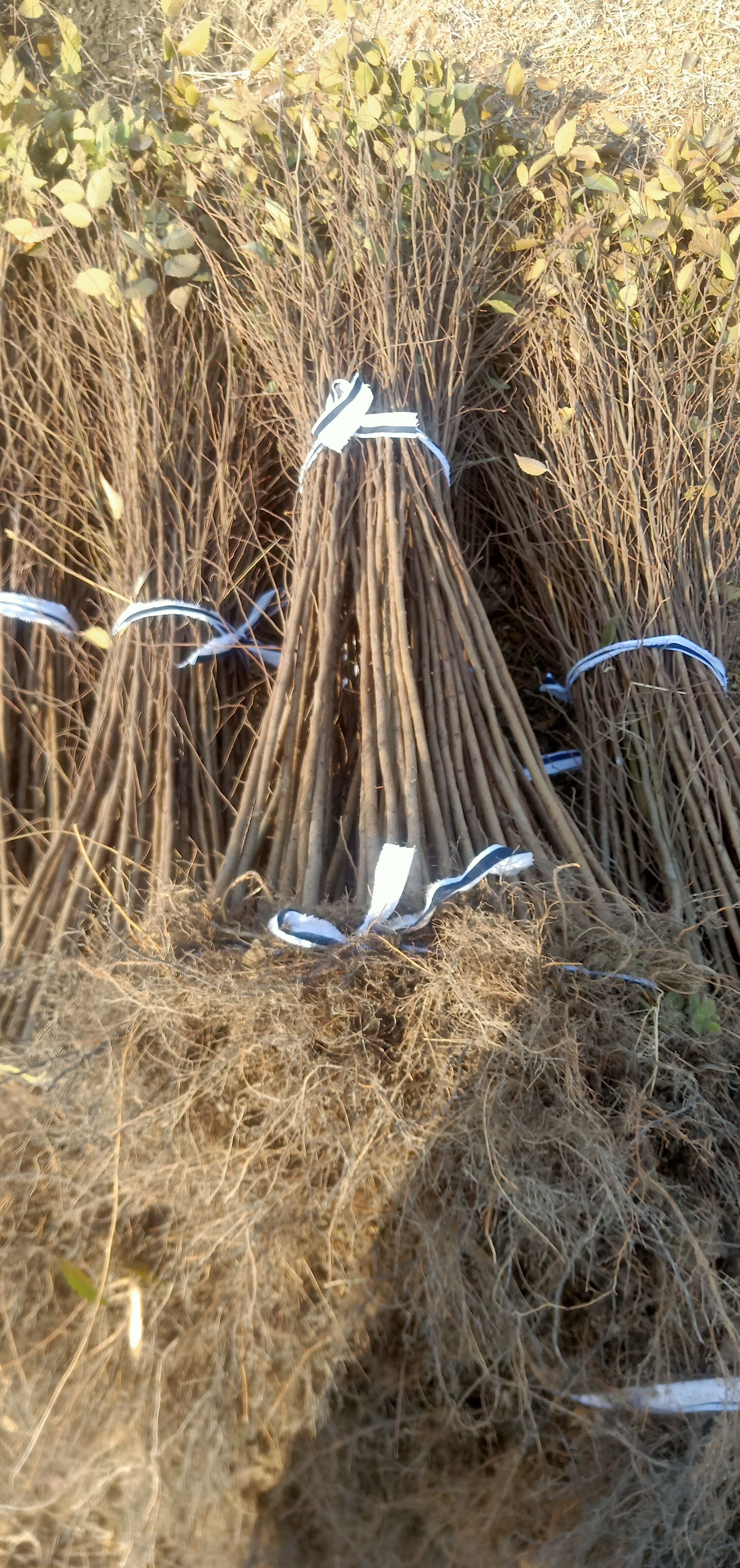  自家苗圃出售二年生红榉小苗现挖现上车全国物流发货