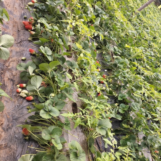 保定 十九草莓苗，有二十多万，过了正月十五就刨