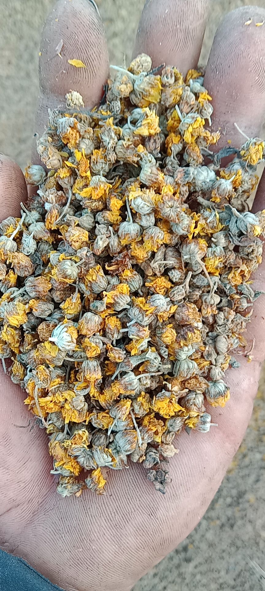 九月菊  野菊花纯野生入药泡茶少不了90颗粒批发产地直发