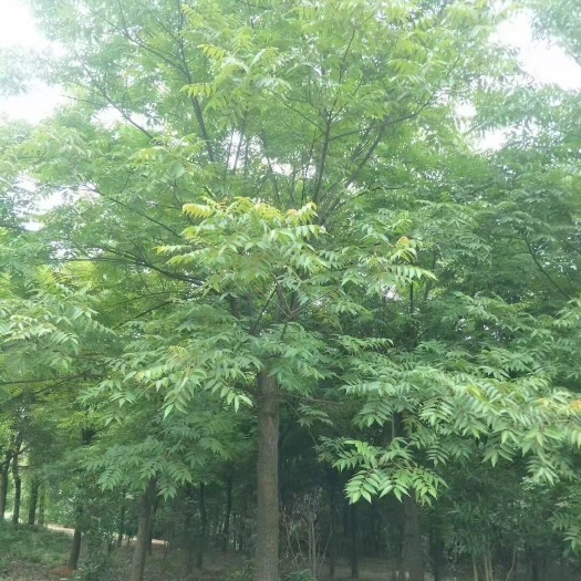 九江南酸枣树苗