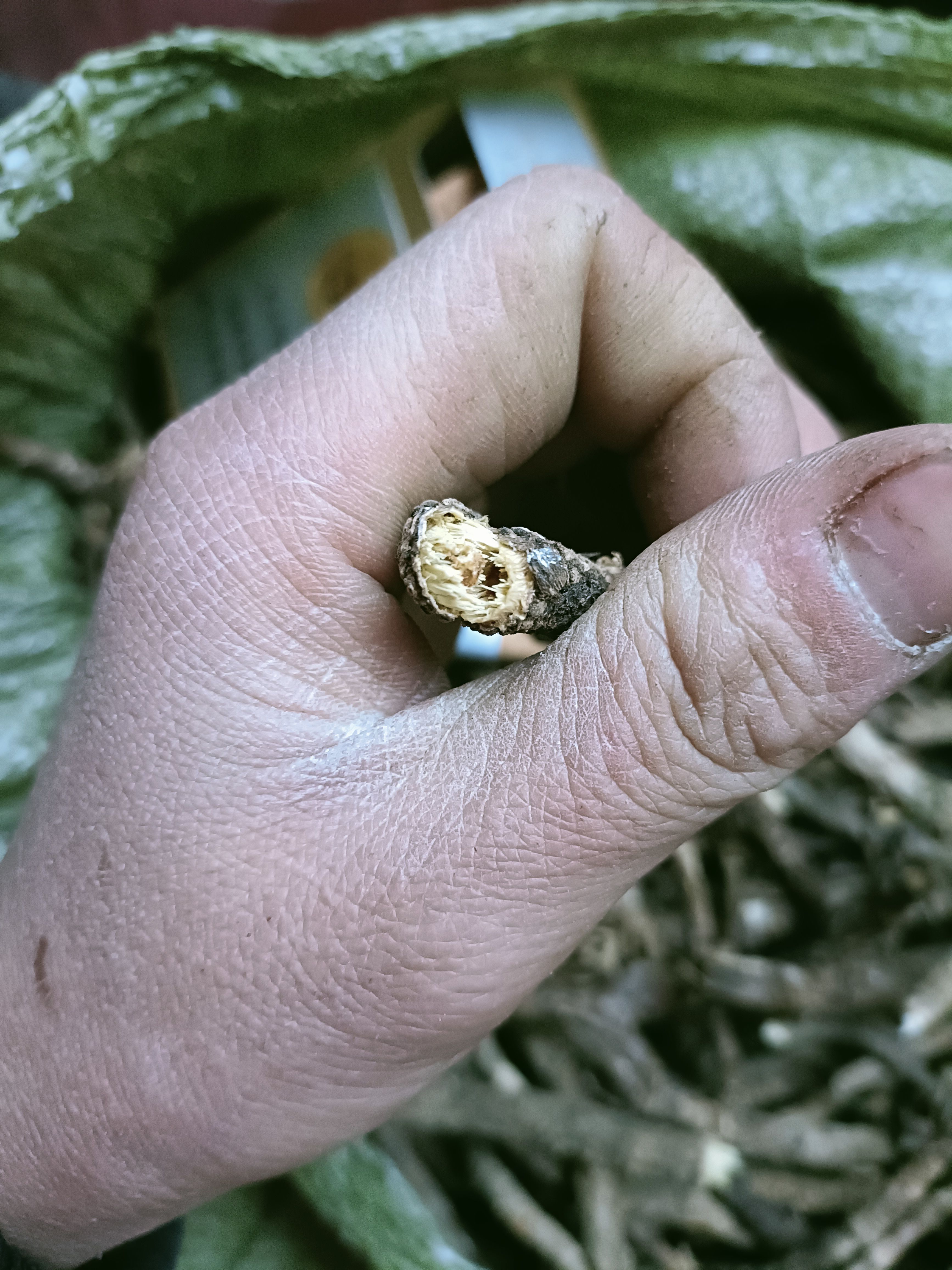 防风，正品竹节防风，非种植，YE生大山重庆产地一手货源