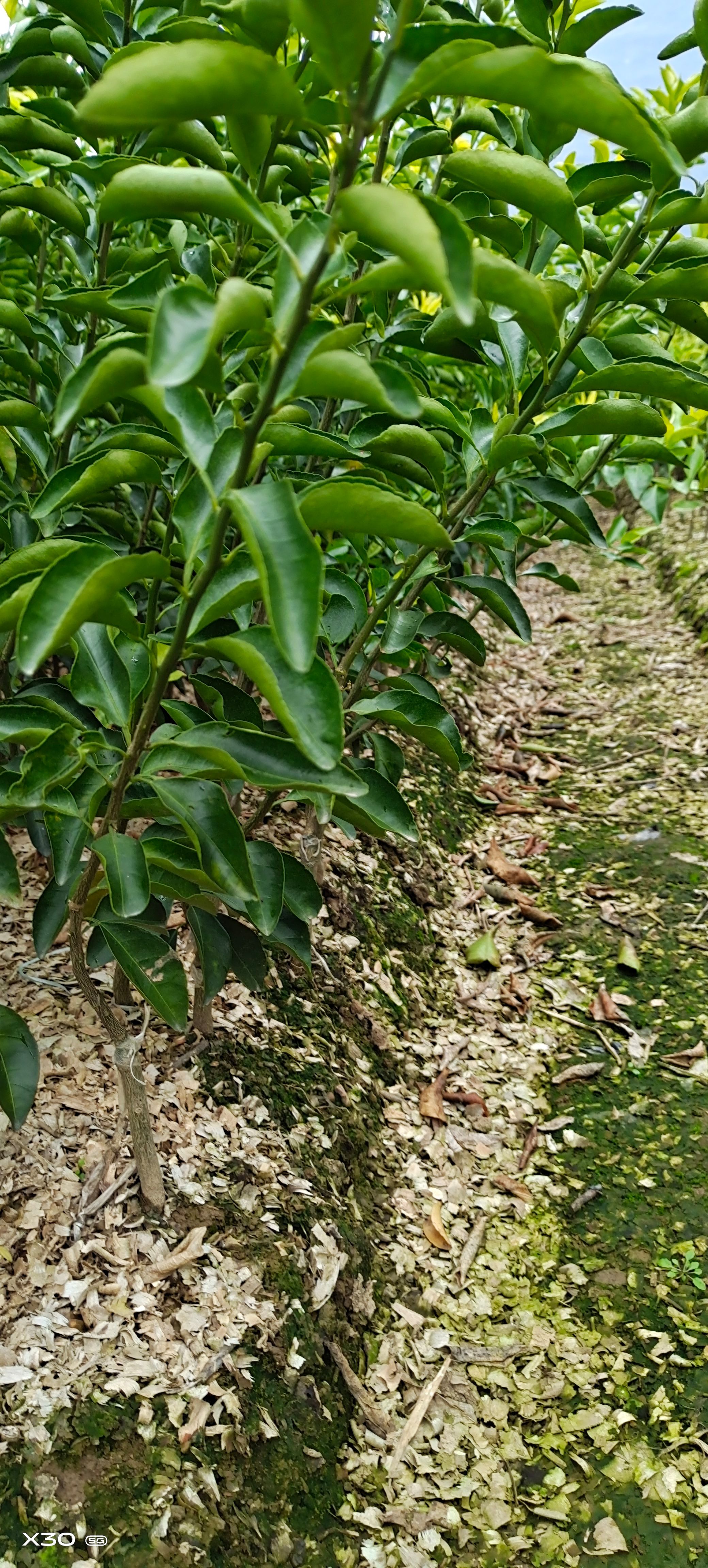 青香蜜桔苗 青香桔嫁接苗  青皮蜜桔苗