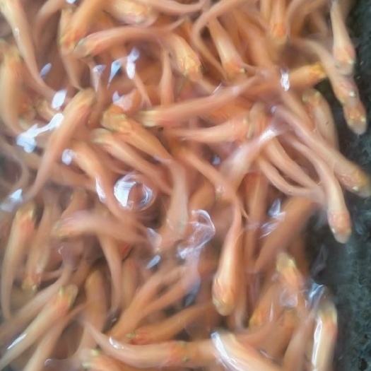 博罗县黄金鲩鱼苗   黄金鲩鱼，金草鱼，红草鱼