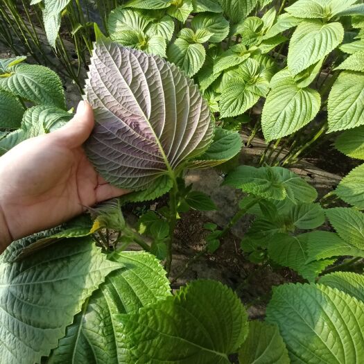铁岭县新鲜紫苏子叶全年有货，当天发货，基地直供