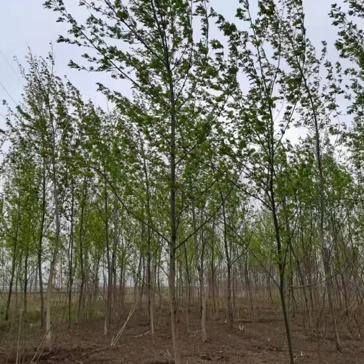 九江枫杨树