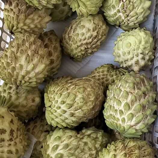 博罗县 凤梨释迦果