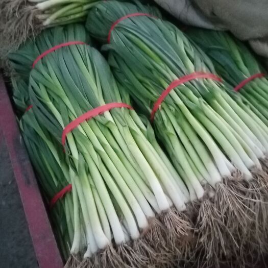 襄城县优质四季蒜苗，欢迎各位老板前来洽谈合作