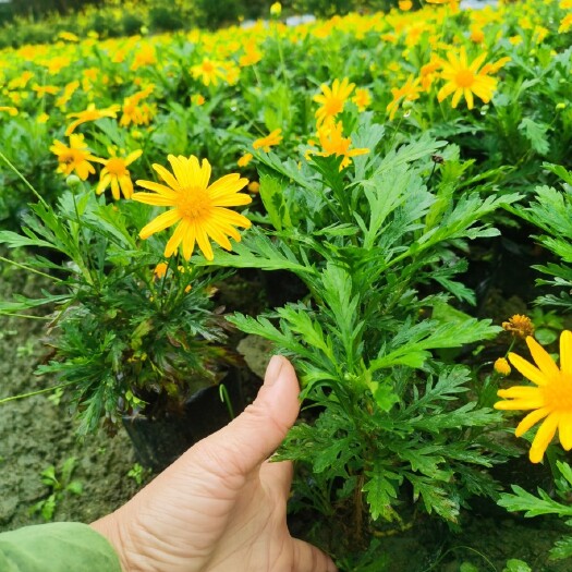 成都木春菊苗 木春菊