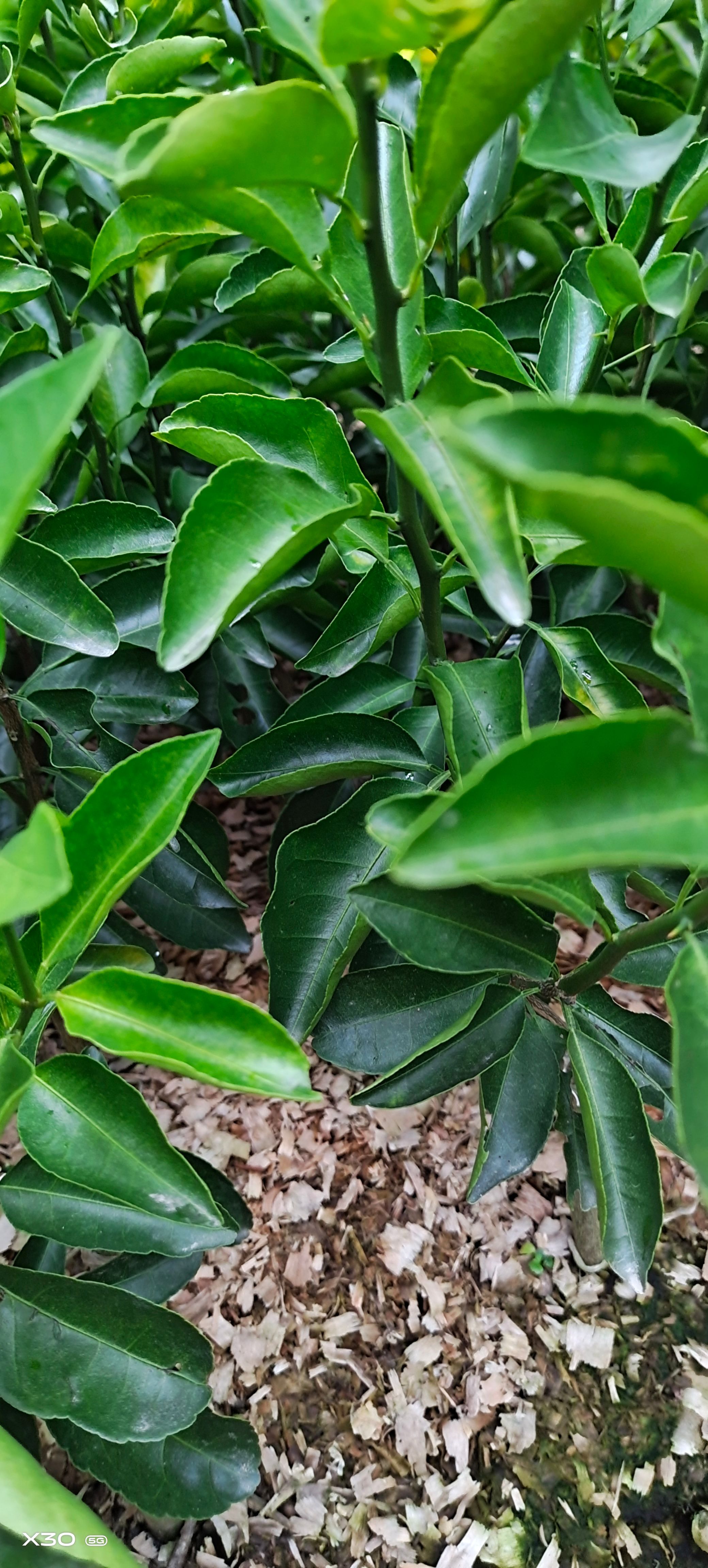 青香蜜桔苗 青香桔嫁接苗  青皮蜜桔苗