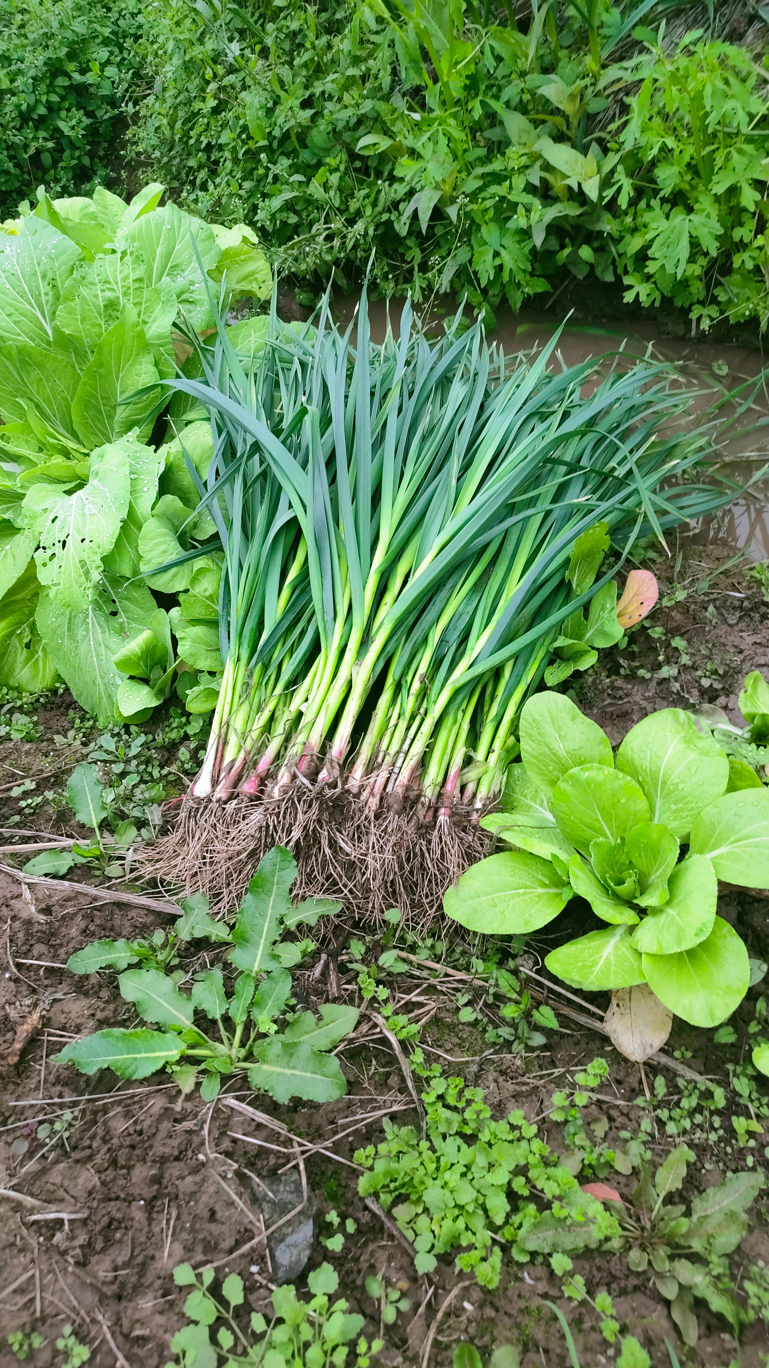 红根蒜苗