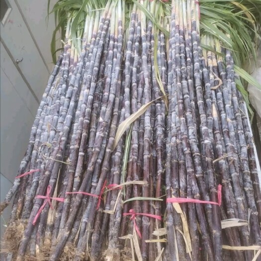 菏泽甘蔗，甘蔗，甘蔗，价格便宜，价格便宜，价格便宜，保证挣钱
