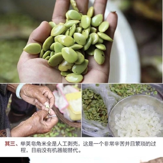 梁河县梁河自产滇皂角米，颗颗精选饱满，非常白，可以先购样品