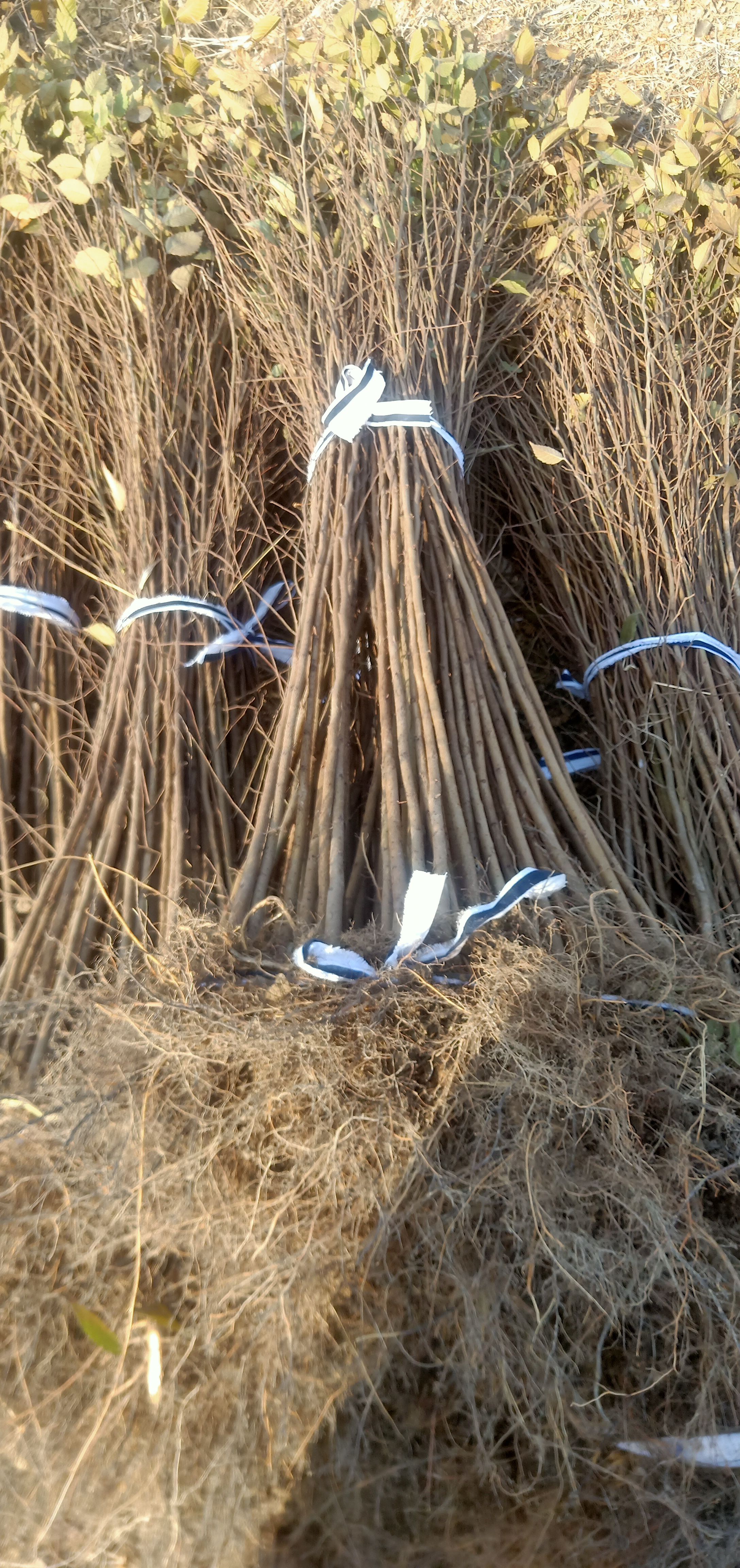  自家苗圃出售二年生红榉小苗现挖现上车全国物流发货