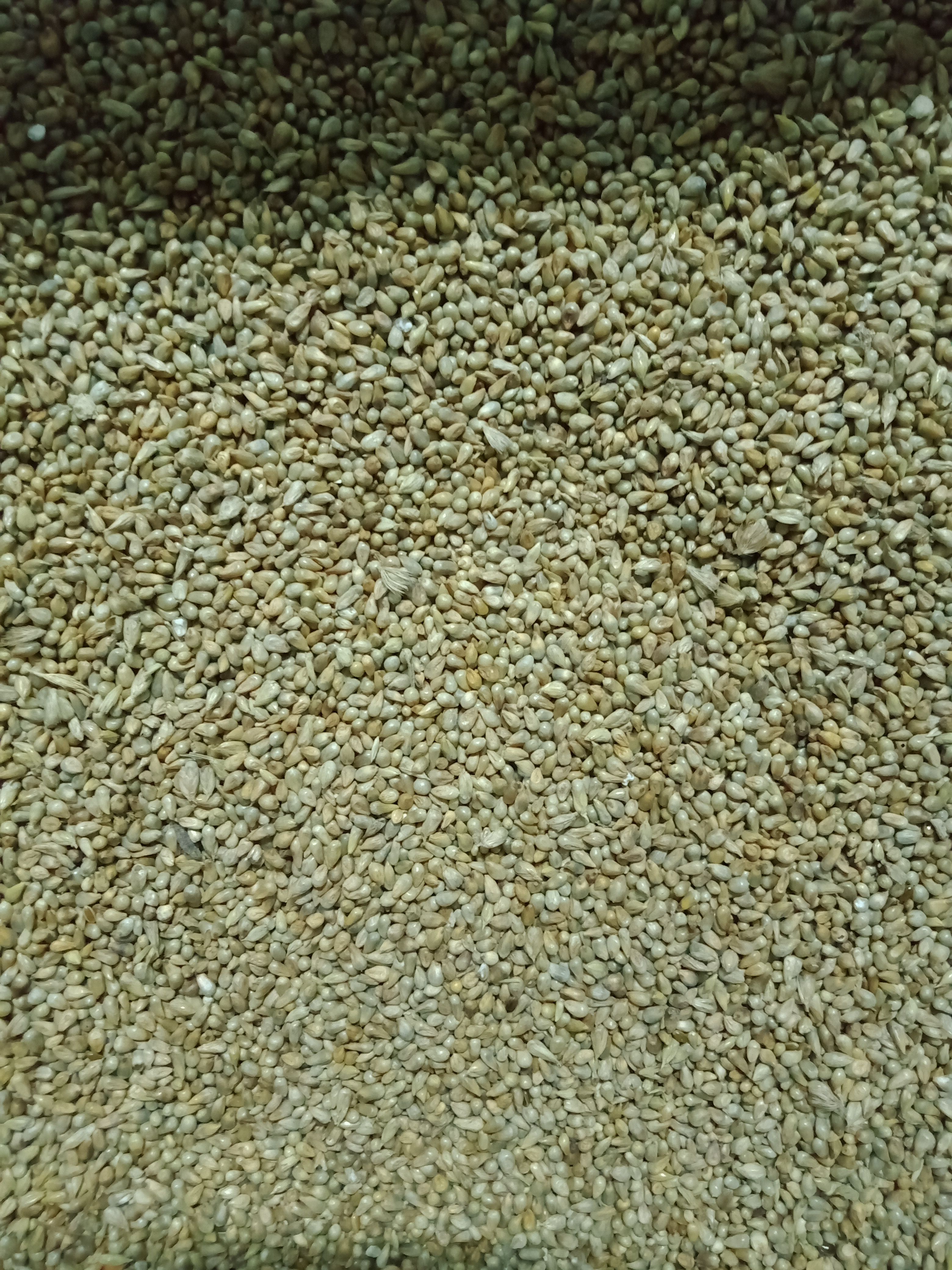 狼尾草种子  尾草种子 牧草种子象草种子高产供草期长多次刈割