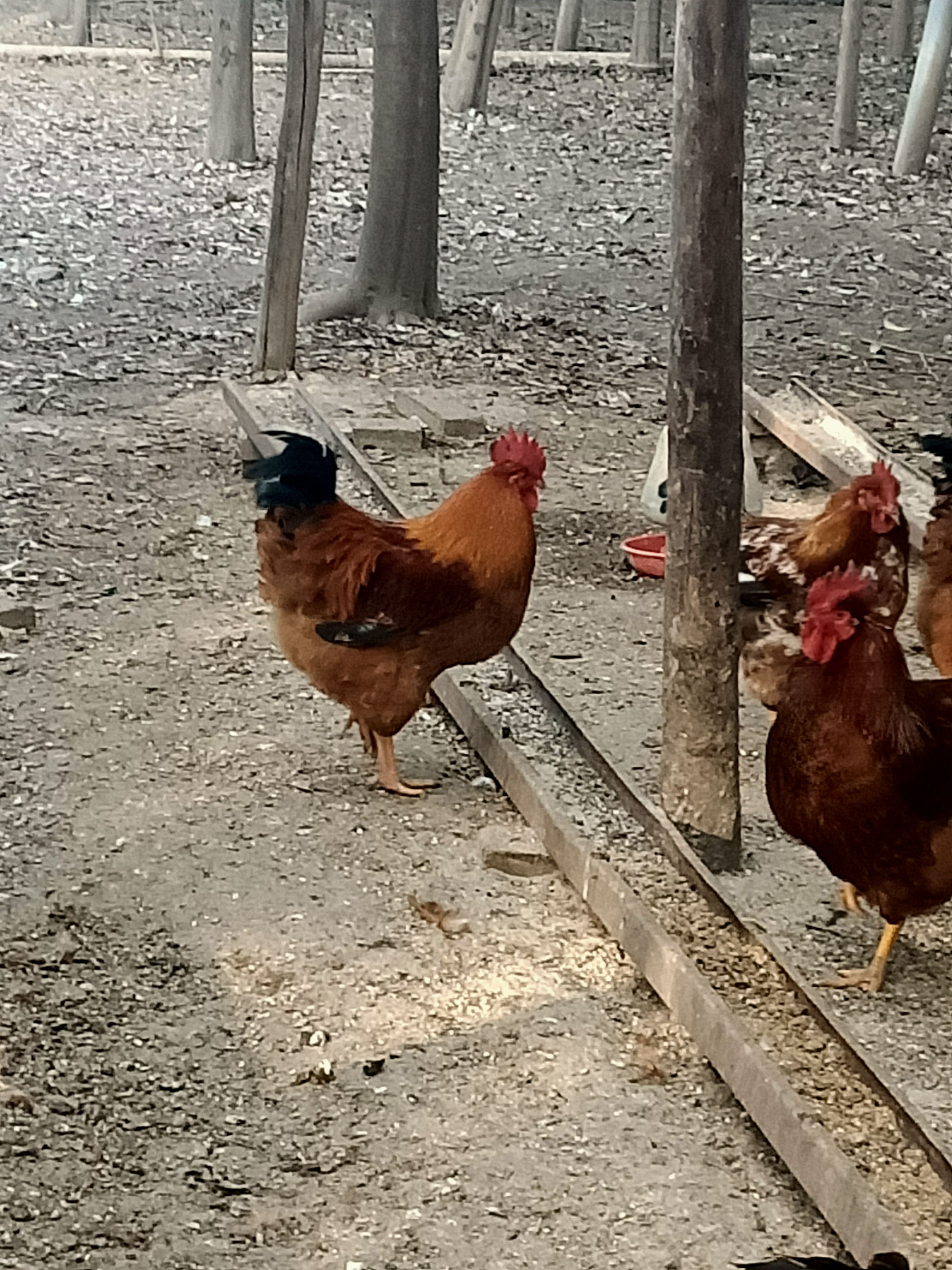 生态散养土鸡