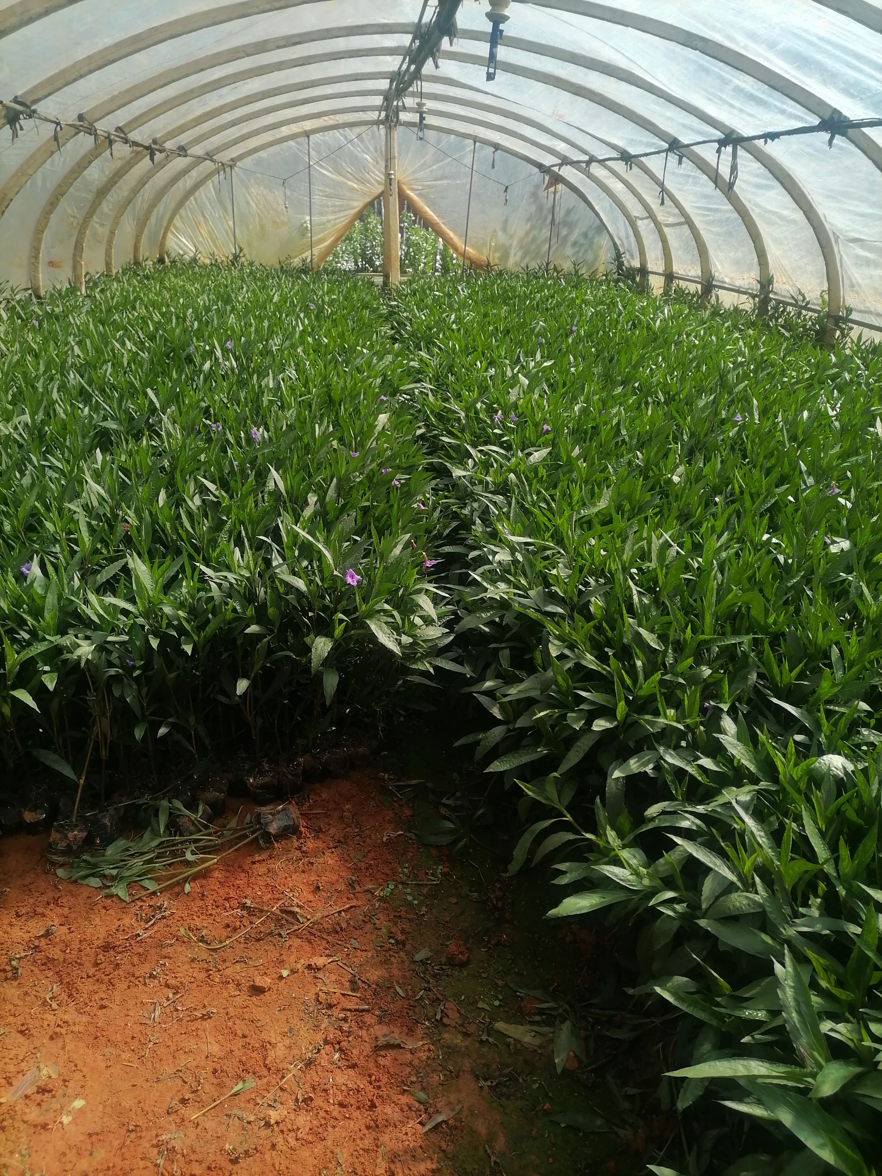 翠芦莉  小袋   盆载人