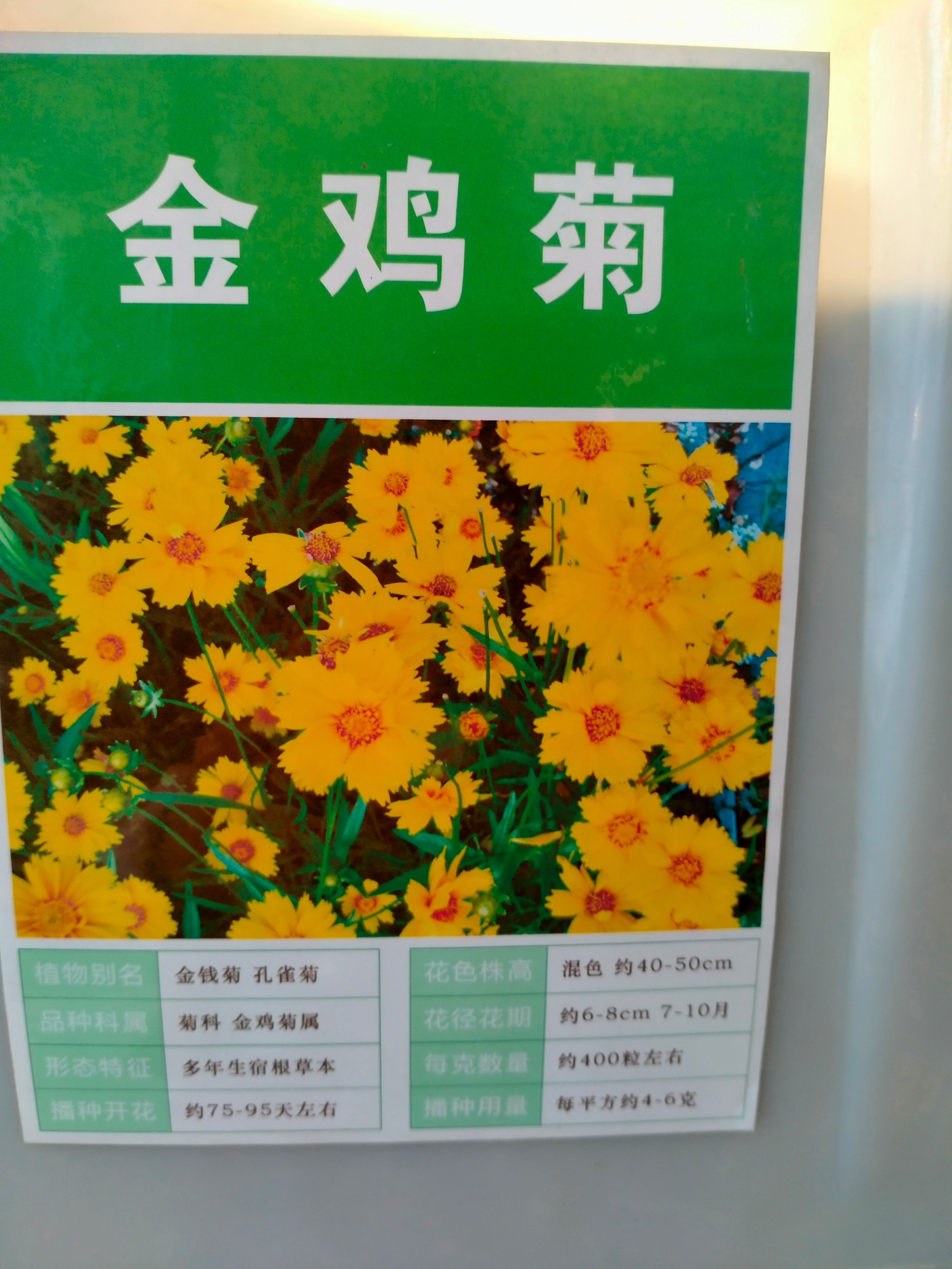 金鸡菊种子金菊大菊花籽春秋播种多年生宿根简单易活