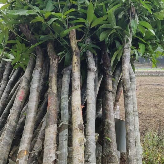 钦州芒果苗 芒果绿化苗