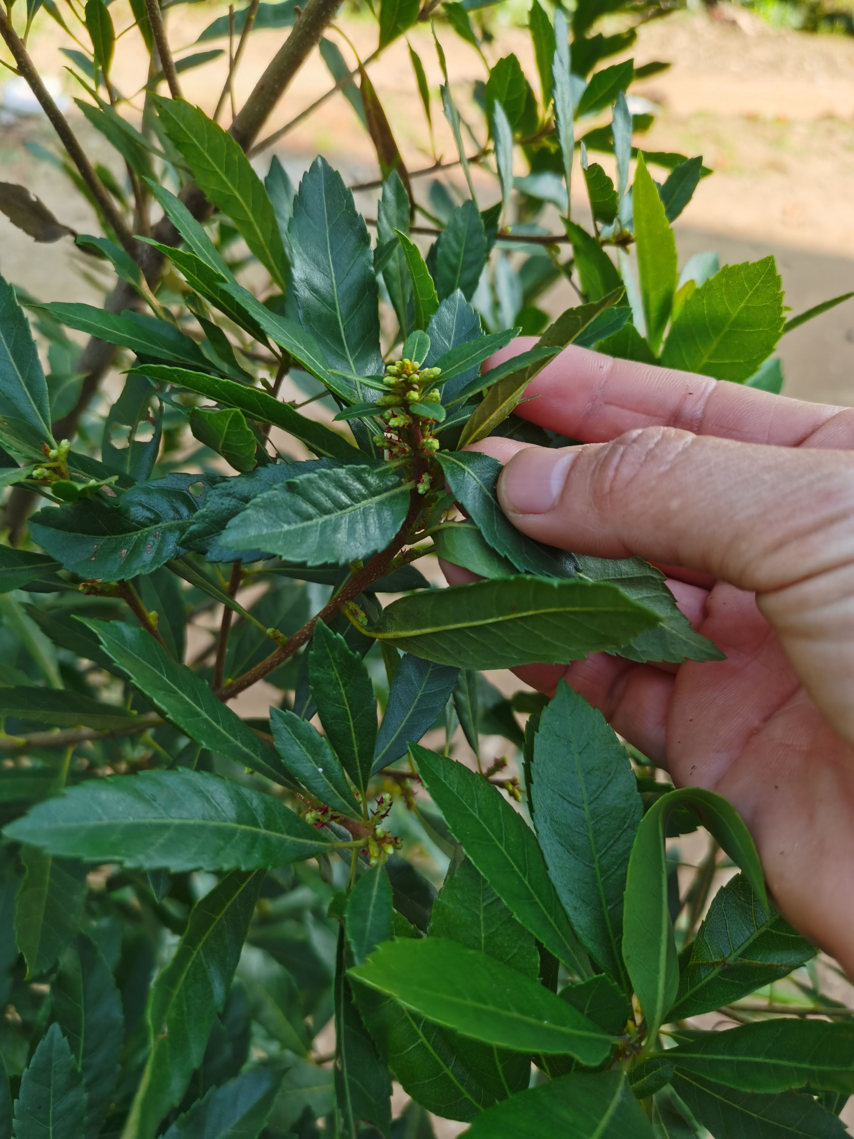 早色杨梅苗  早熟红杨梅，产量比较高，带杯发货