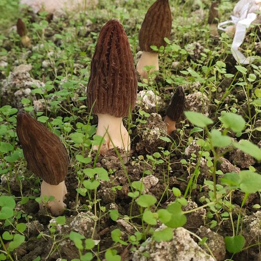惠水县千亩羊肚菌，货源稳定品质保证；欢迎各位商家前来采购。