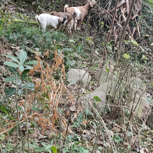 开江县 四川山羊