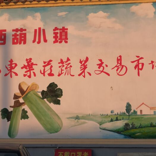 平原县 绿皮西葫芦！年前准备发货的老板们看过来！