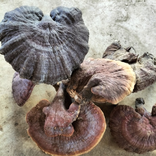 罗平县赤灵芝 灵芝