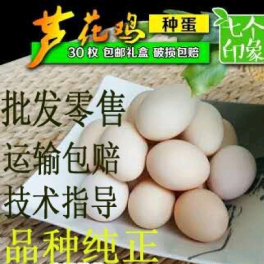 汶上纯种芦花鸡种蛋