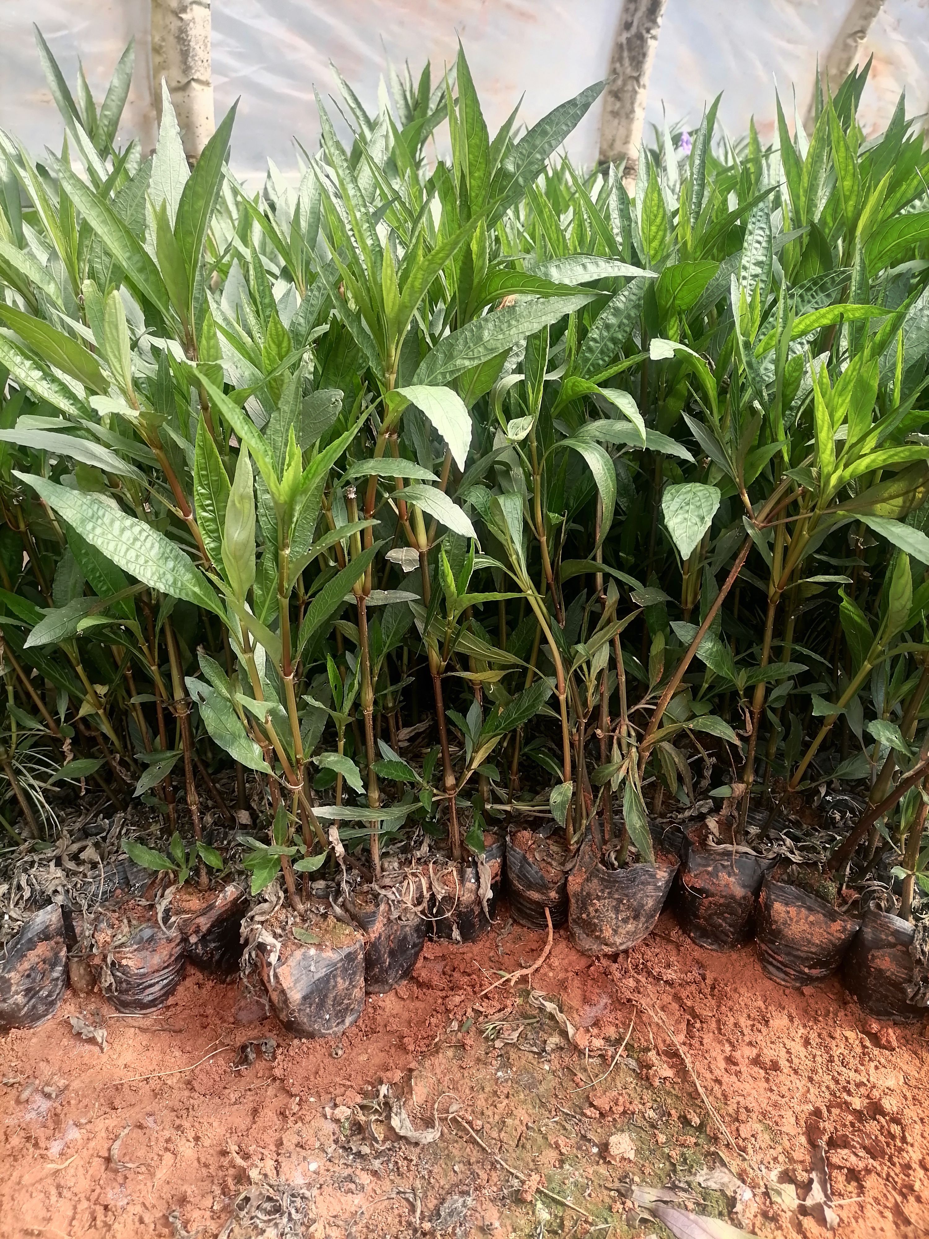 翠芦莉  小袋   盆载人