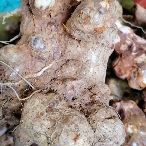 道县本地货，黄土白肉土茯苓，小叶子带斑点品种是，白肉煲汤粉粉糯