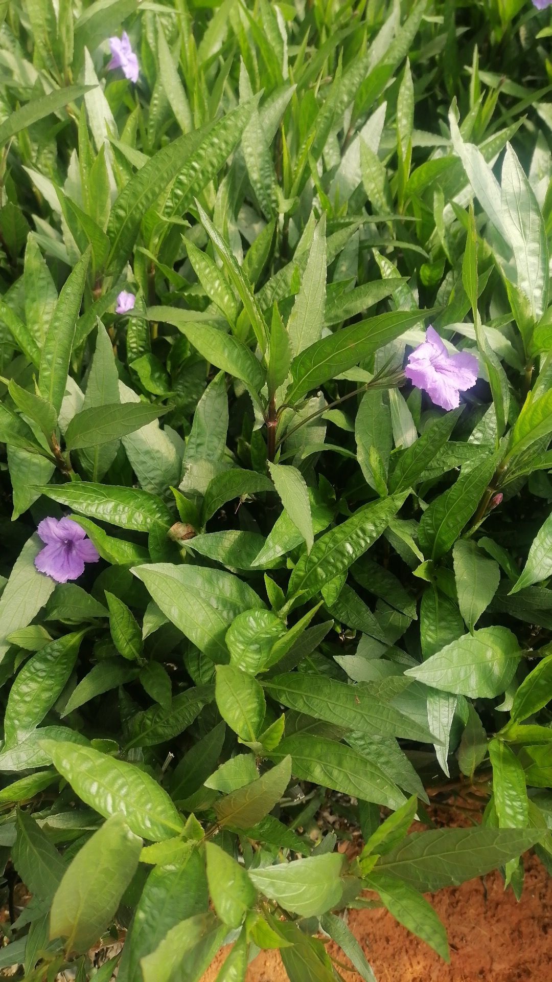 翠芦莉  小袋   盆载人