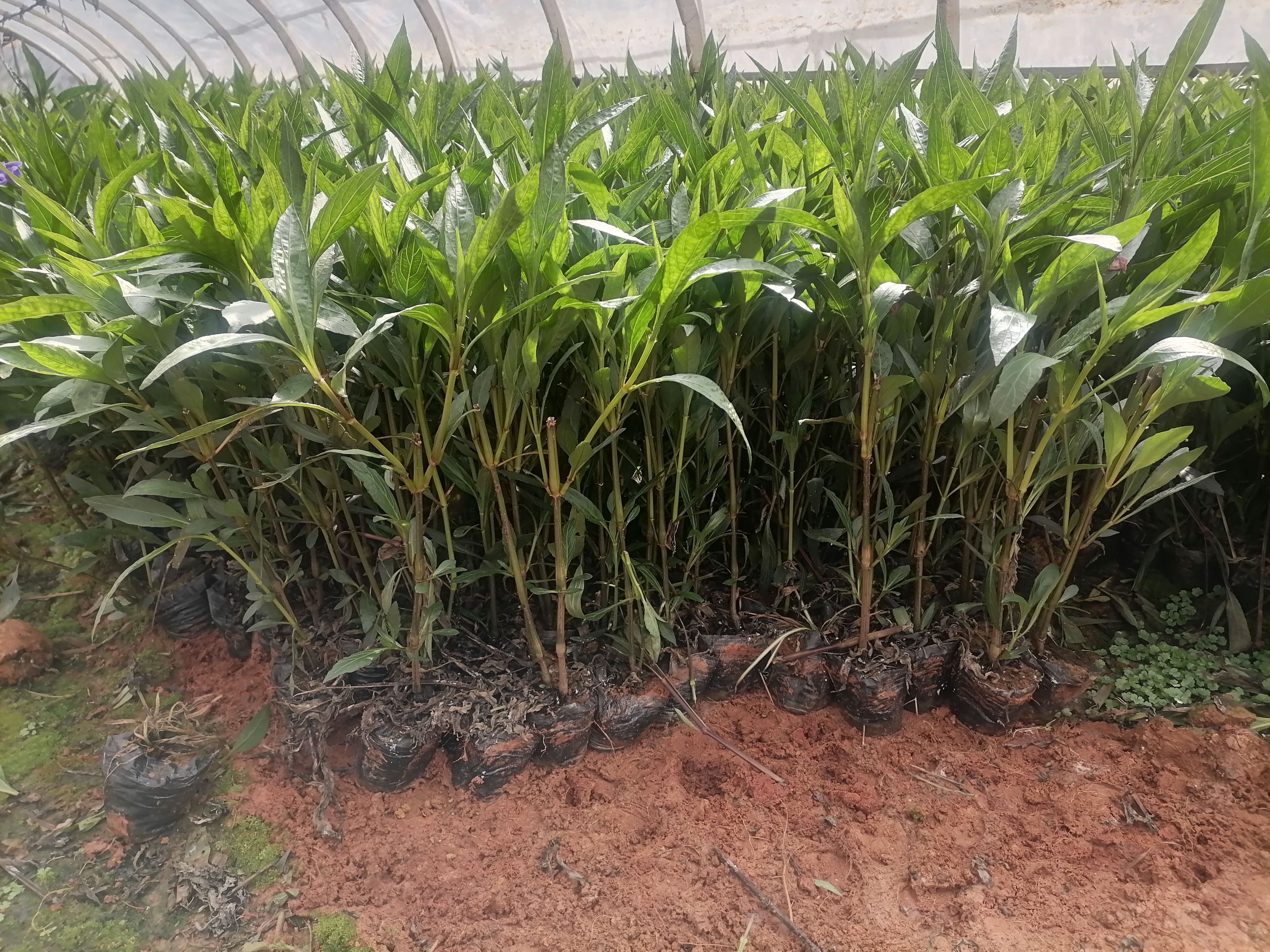 翠芦莉  小袋   盆载人