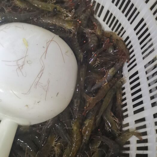 遂溪县各种规格南美白对虾