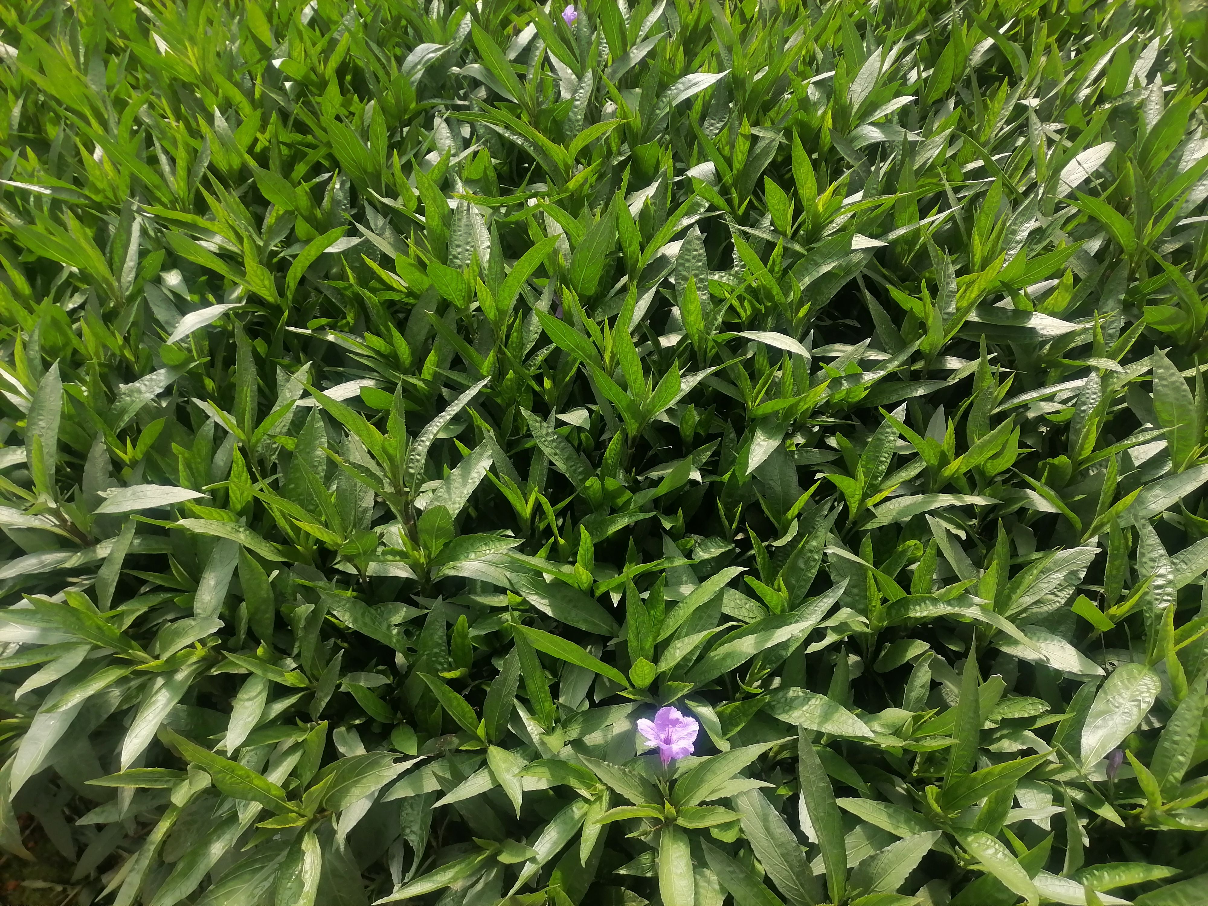 翠芦莉  小袋   盆载人