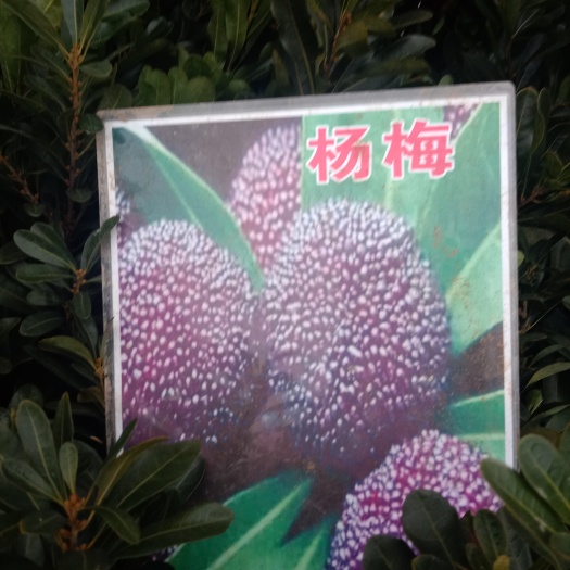 遵义 架接好的盆栽杨梅树苗