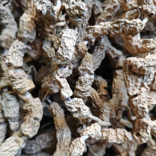 肇庆巴戟天干条，森山老林采挖自然晒干