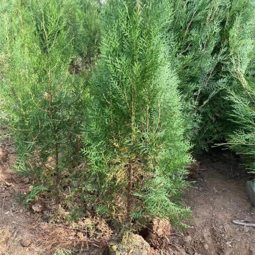 沭阳县 苗圃出售30公分-1米高侧柏苗 荒山造林侧柏苗