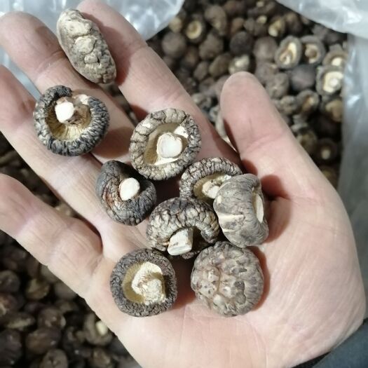 光面菇 香菇小香菇，厚圆，冬菇，产地质量，肉质肥美，吃起来爽