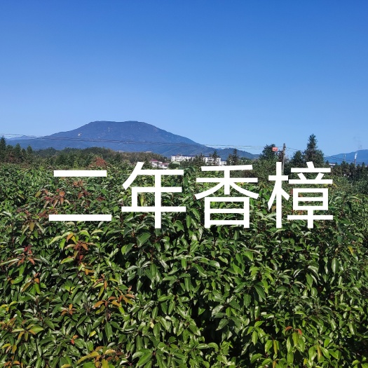 奉新县小叶樟 二年香樟
