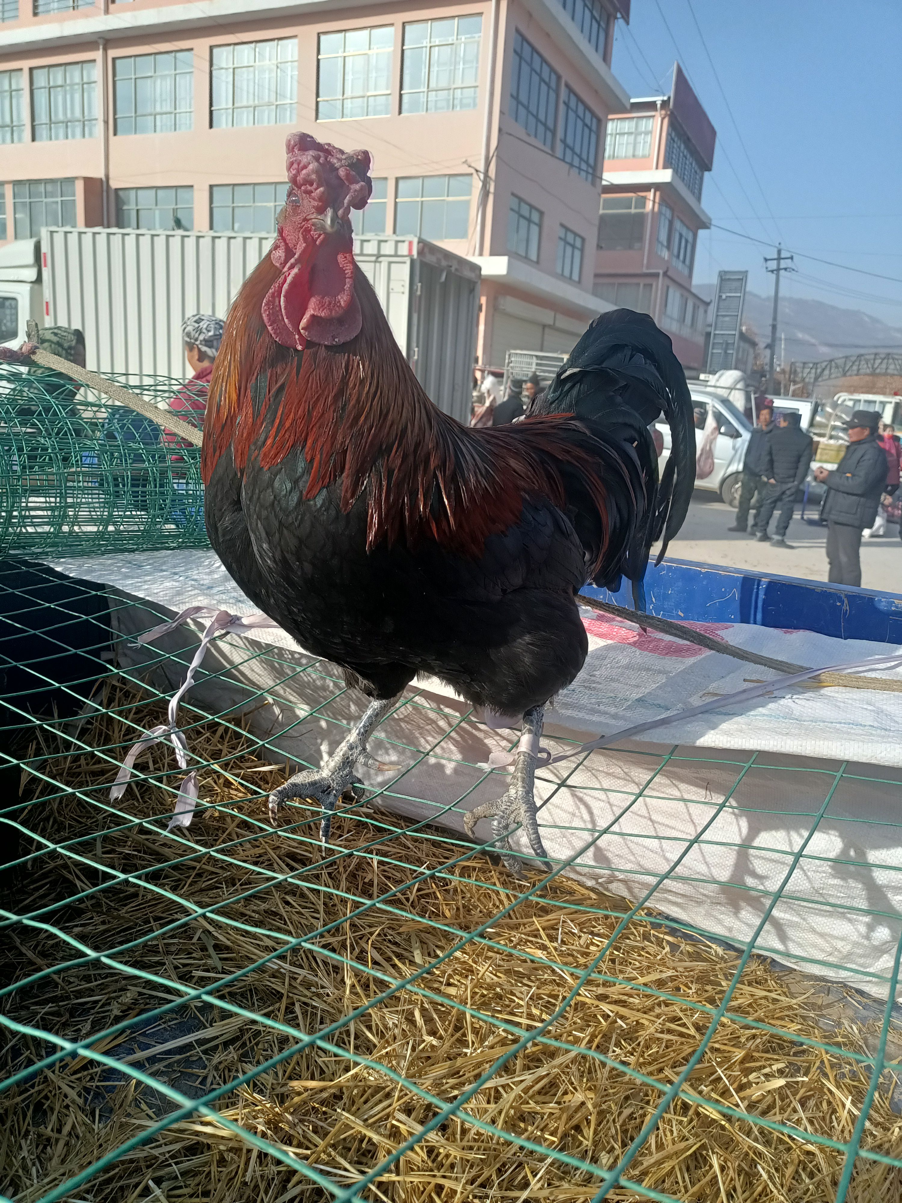 土鸡公鸡老公鸡  两年三年老公鸡土公鸡纯粮喂养整鸡【活鸡现杀