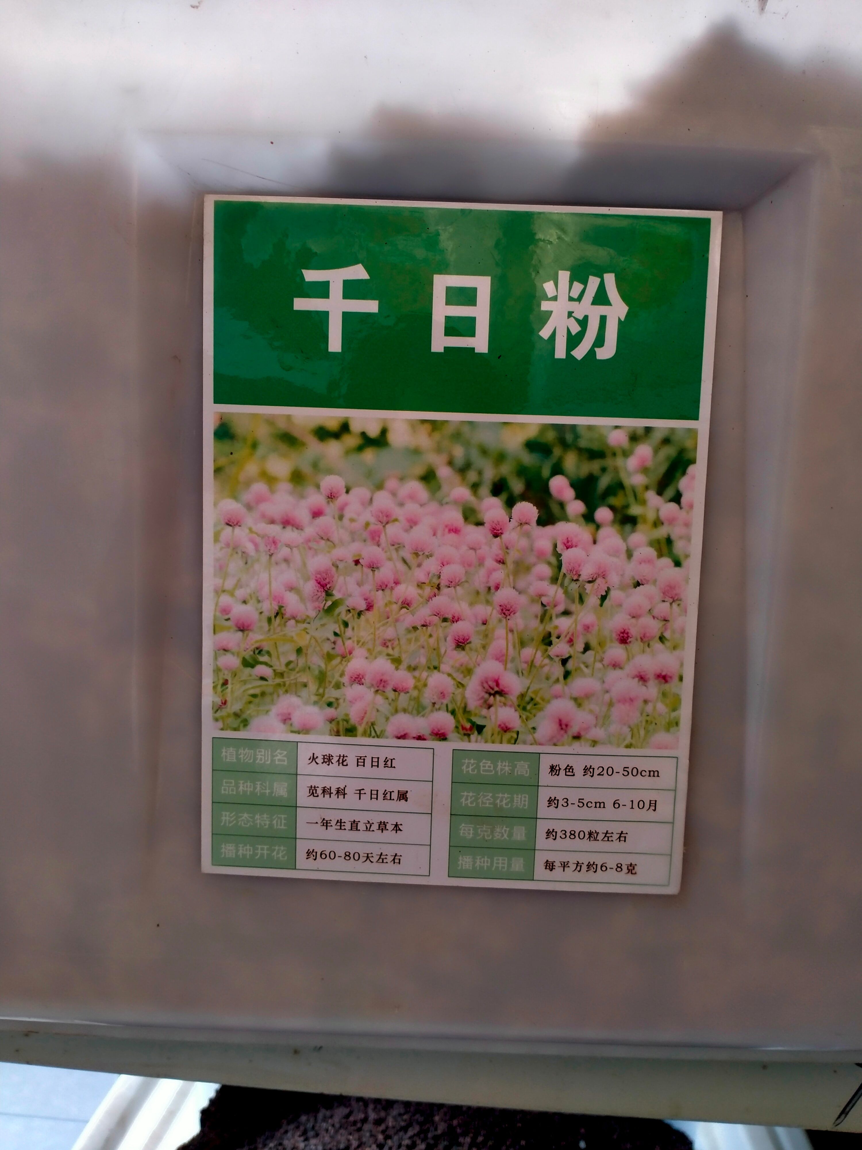  千日红种子，千日紫百日红火球庭院四季花卉种子盆栽室外易活花籽