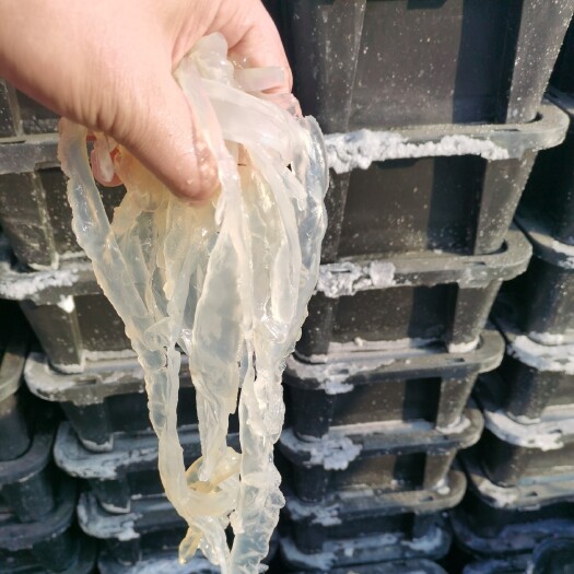烟台海蜇 沙蛰丝走货10000件