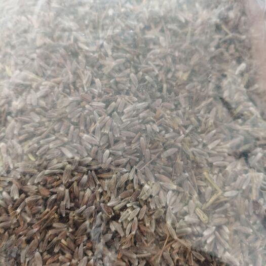秦皇岛苍术籽