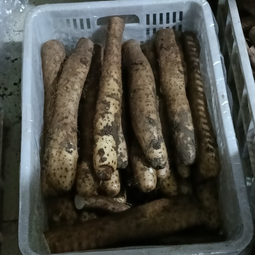 青州市 山东青州市白玉山药