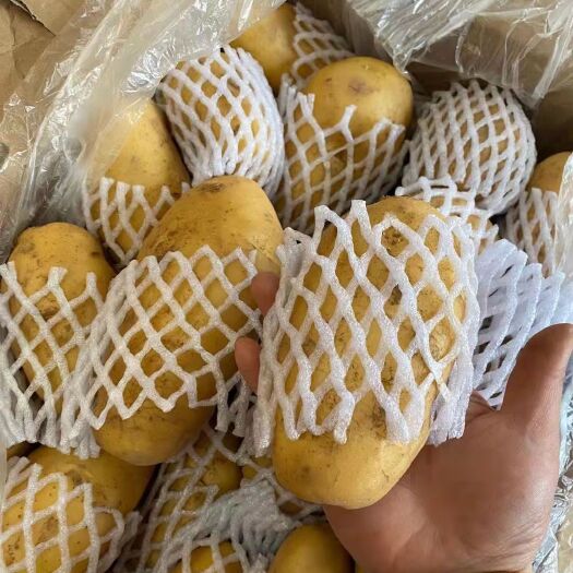 莒县冷库荷兰十五土豆大量出售